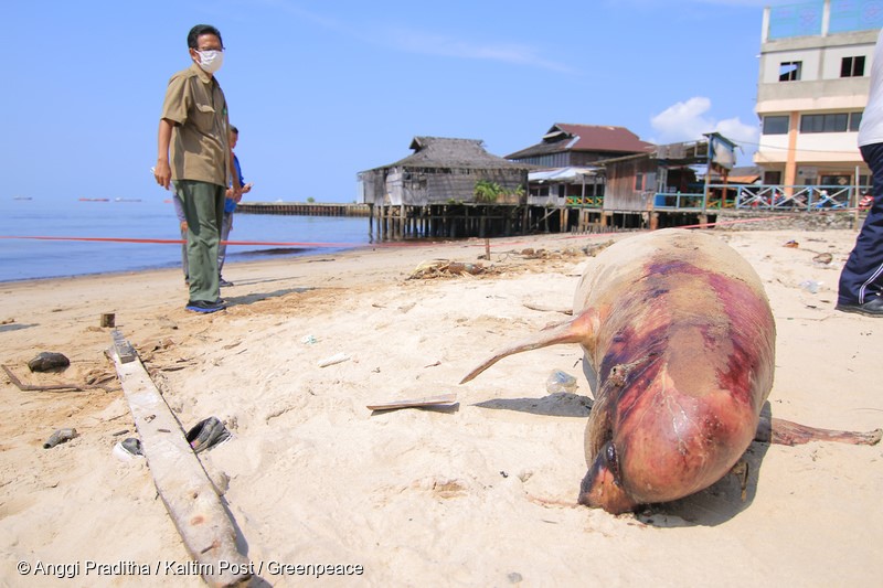 A carcass of Iirrawaddy dolphin is examined by the officers after it was dead by the oil spill in Balikpapan bay, East Kalimantan. An oil spill off Borneo island that led to five deaths and the declaration of a state of emergency was caused by a bursed of undersea pipe belongs to Indonesia's state oil company Pertamina