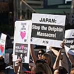 日本血腥捕鯨 大批鯨魚被無情獵殺前 身擦身互相安慰