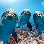 海豚媽媽「知恩圖報」影片網上瘋傳 人類真的是海洋救星？