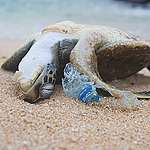 海龜BB營養不良致死 體內藏104塊塑膠碎片
