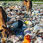 印度母牛狂吞垃圾 胃部取出52公斤塑膠