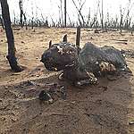 玻利維亞山火現場屍橫遍野 230萬動物失蹤