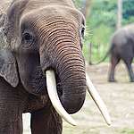婆羅洲侏儒象中70槍身亡 象牙被鋸