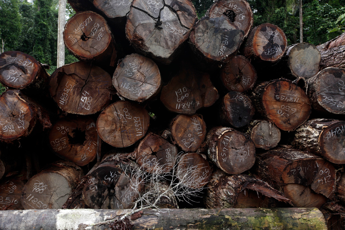Illegal Logging in the Amazon. © Karla Gachet / Panos / Greenpeace