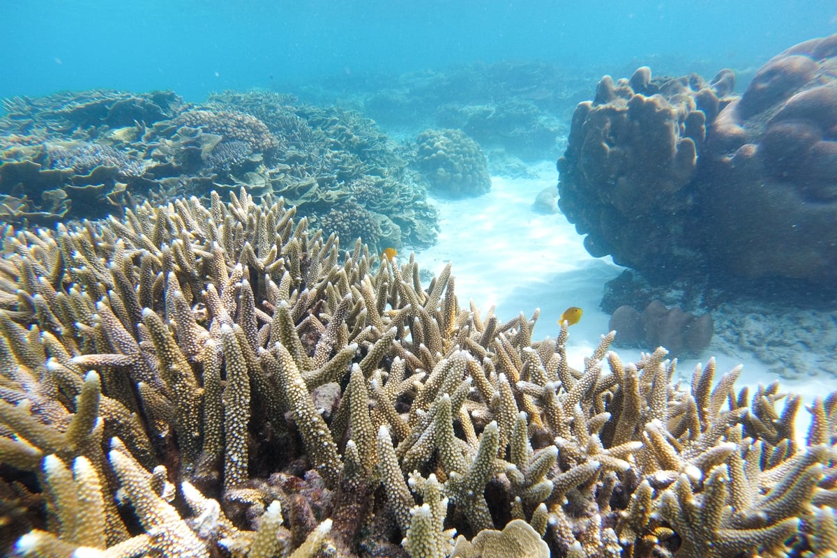 海底奇兵召集 海底廣播 聲誘 小魚救珊瑚 Greenpeace 綠色和平 香港