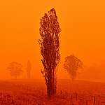 12幅圖見證澳洲山火，烟火血淚吶喊氣候告急！