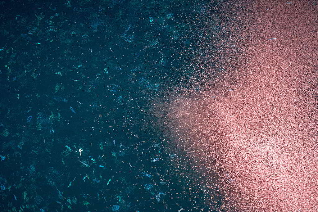 磷蝦群靠近海面時，就像一片粉紅色雲朵飄在海上。© Andrea Izzotti / Thinkstock