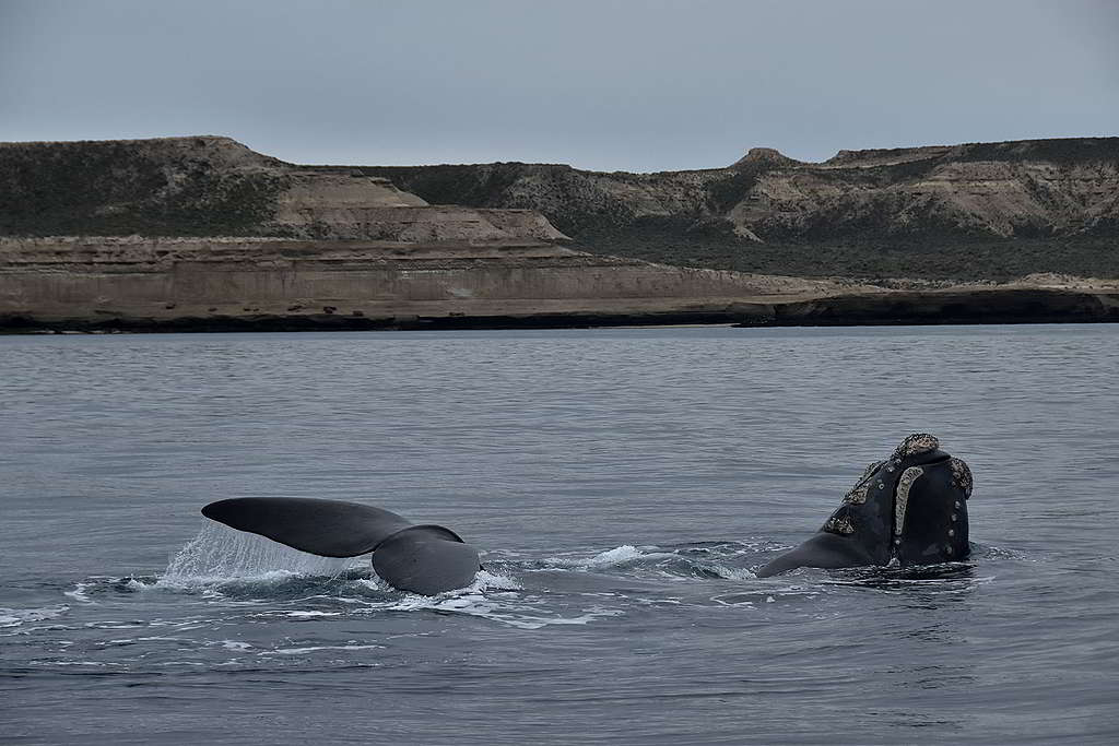在阿根廷海面嬉戲的南露脊鯨。© Santiago Salimbeni / Greenpeace