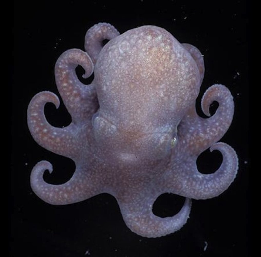 南極小章魚除了有8隻腳，還有3顆心臟。© M Rauschert / Census Of Marine Life