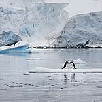 5種戀愛態度：你是哪一種南極戀人？