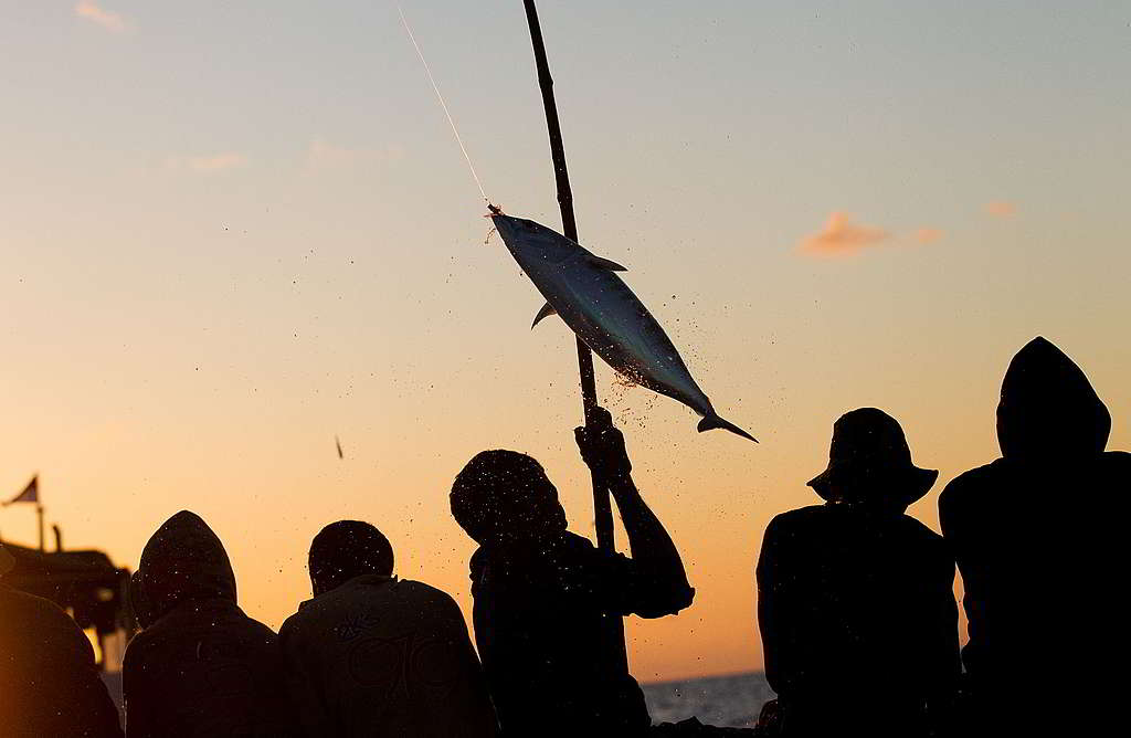 印尼弗洛雷斯的漁民，用竿釣捕魚釣吞拿魚。用釣竿和釣線捕魚，對海洋長遠的可持續性和發展有利。© Paul Hilton / Greenpeace