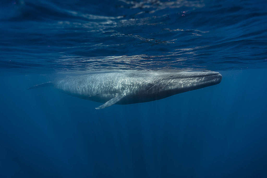 在斯里蘭卡印度洋悠游的藍鯨，擁有最大顆的心臟。© Andrew Sutton / Shutterstock.com