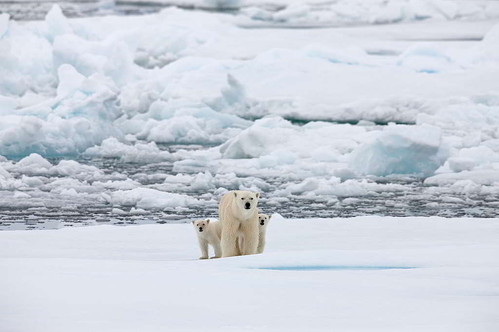 海冰消退加劇，令北極熊「搵食艱難」：有雌性北極熊連續泅泳9日共687公里，是科學家至今錄得長途跋涉之最。 © Greenpeace / Alex Yallop