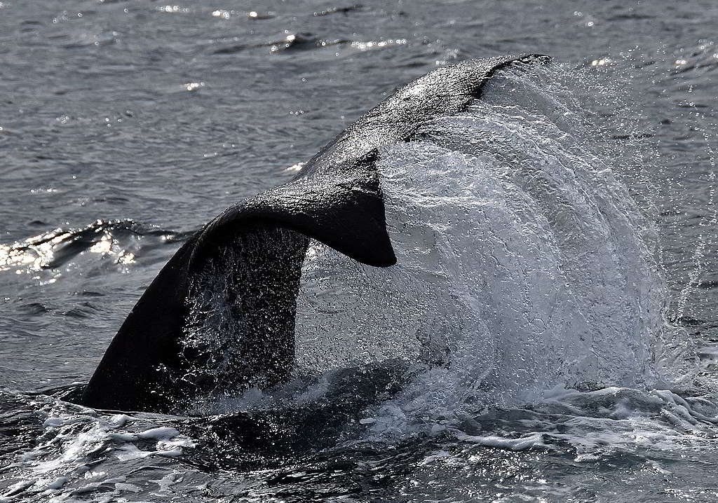 阿根廷海中優游的南露脊鯨。© Santiago Salimbeni / Greenpeace