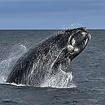 南美漁場「掃清光」 南露脊鯨搵食艱難