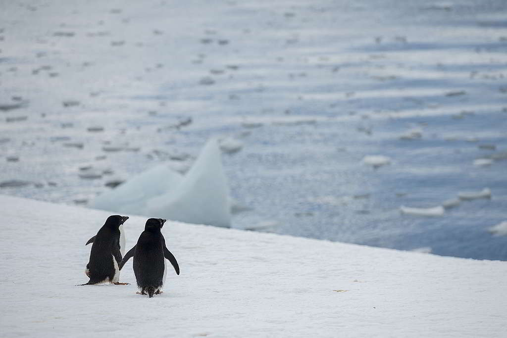 住在南極的阿德利企鵝，會送上美麗石頭表達愛意。© Christian Åslund / Greenpeace