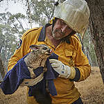 1月中志願消防員在澳洲Snowy Mountains撲救山火/拯救山火中受困受傷的動物。© Kiran Ridley / Greenpeace