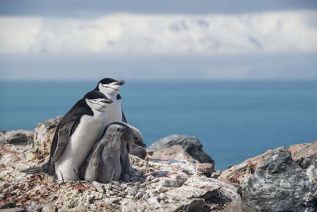 「放閃可恥！（設計對白）」望見南極夥伴羨煞旁人，南極企鵝（Chinstrap Penguin）表示「做咩啫你」…… © Christian Åslund / Greenpeace