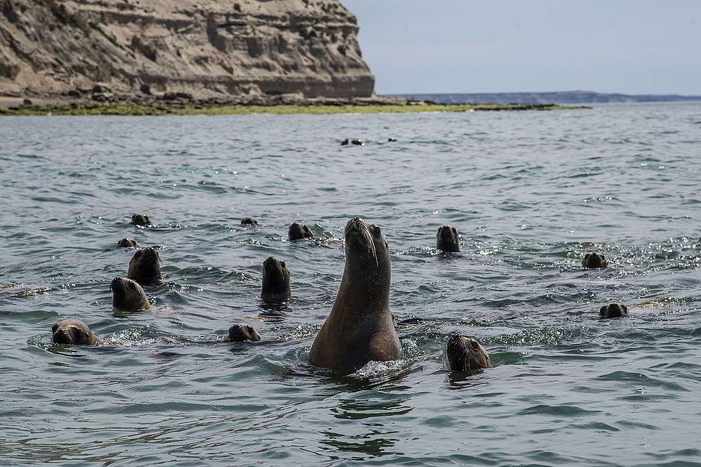 阿根廷巴塔哥尼亞地區的精靈角（Punta Ninfas），棲居了一批精靈活潑的海獅族群。 © Cristobal Olivares / Greenpeace