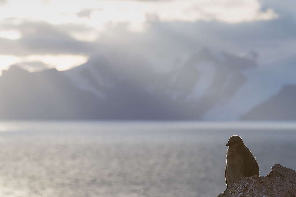 時而風平浪靜，時而風高浪急，南極小企鵝逆光中進發，心存盼望迎接新一天。 © Christian Åslund / Greenpeace