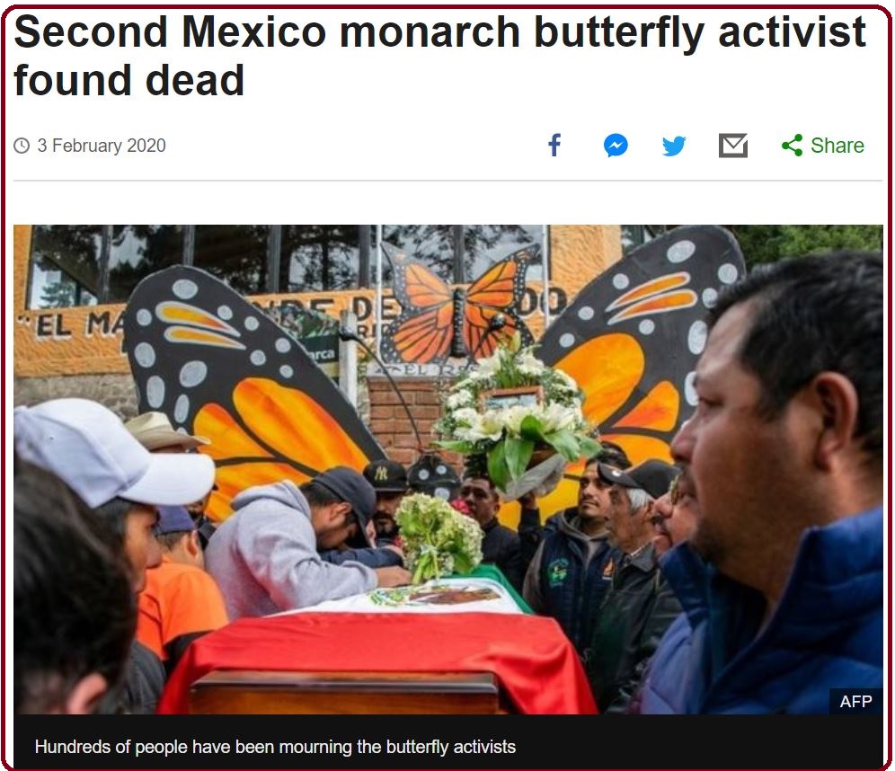 BBC 新聞截圖：第二位帝王斑蝶前綫守護者發現身亡（圖出自AFP）