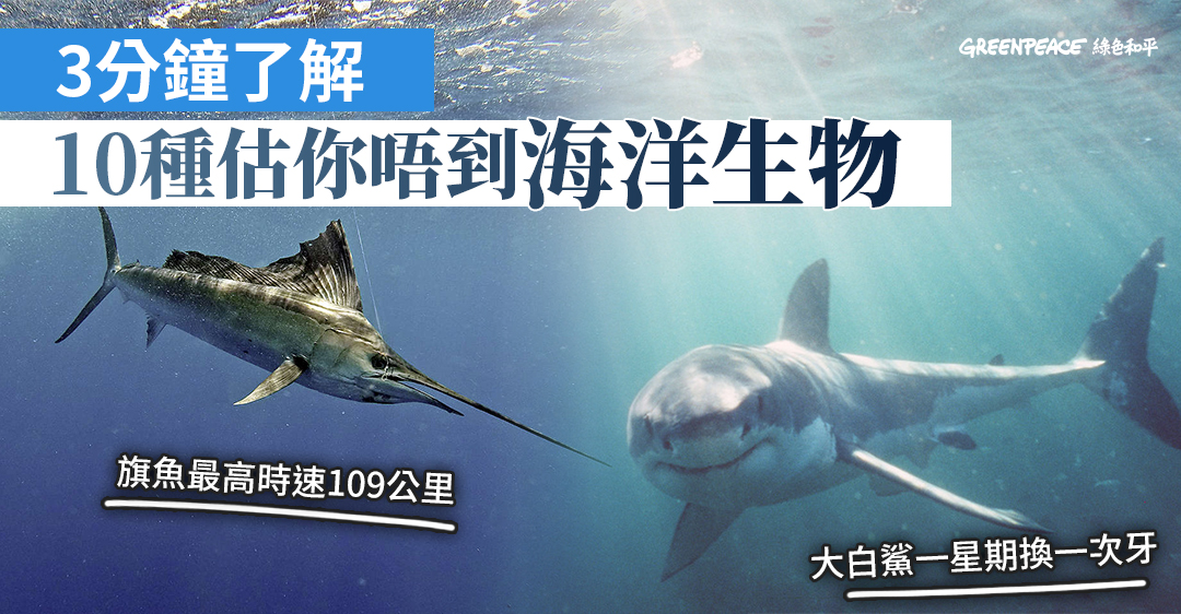 魚樂無窮 10種海洋生物美麗之最 Greenpeace 綠色和平 香港