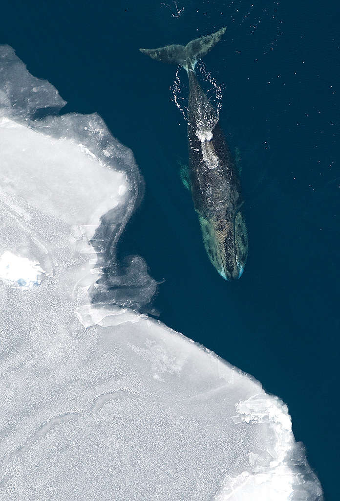 對北極海域的弓頭鯨來說，長命百歲不是夢。 © Vicki Beaver / NOAA