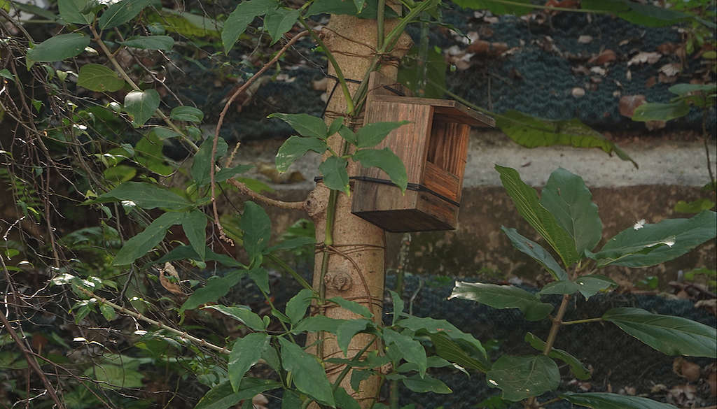 掛上人工巢箱，樹洞不夠的情況下，為雀鳥提供築巢的選擇。© 馬屎
