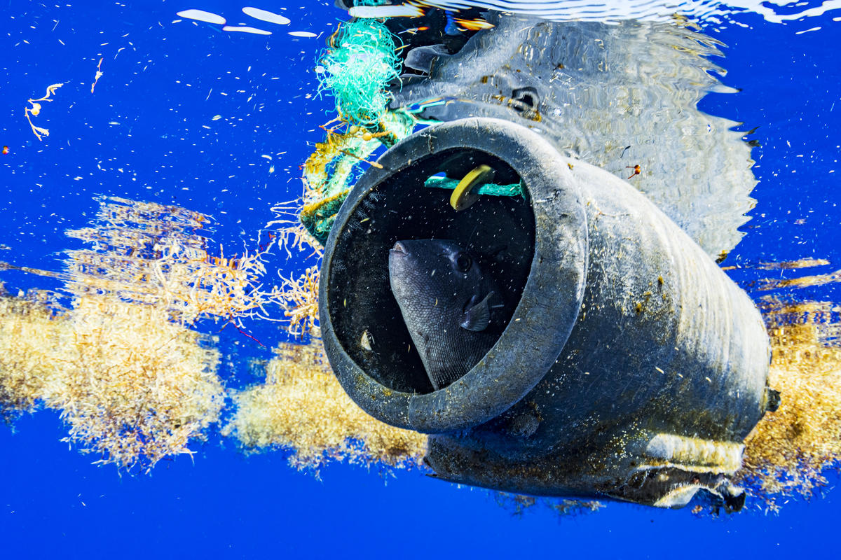 海洋中的塑膠垃圾已嚴重侵擾生態健康。 © Shane Gross / Greenpeace