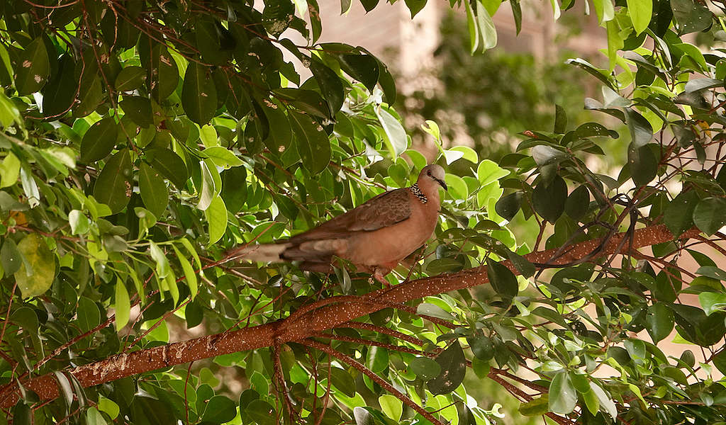 榕樹上的珠頸斑鳩 © 馬屎