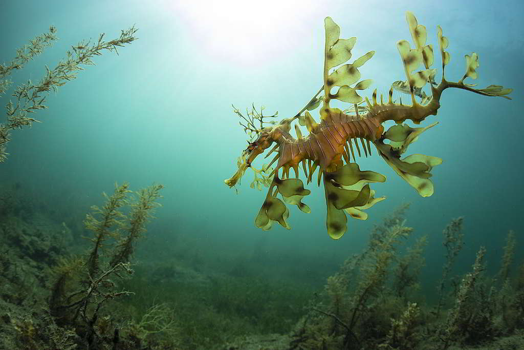 葉海龍（Leafy Seadragon）慣常神隱於海草叢，難得於大澳洲灣驚鴻一瞥。 © Richard Robinson / Greenpeace