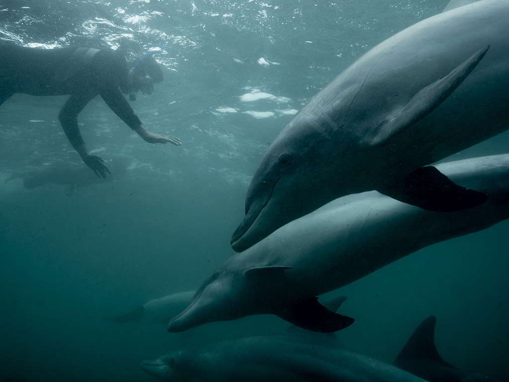 綠色和平船艦彩虹勇士號2018年巡航大澳洲灣，與海豚碰個正着。 © Michaela Skovranova / Greenpeace