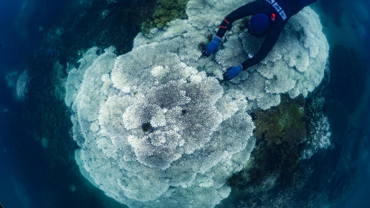 堪稱前往大堡礁必去小島的磁島，水底的珊瑚群同樣面對因氣候危機、水溫上升導致的白化問題。© Christopher Brunner / SkyReefPhoto / Greenpeace