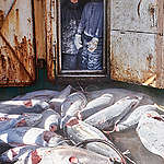 《公諸漁事：血汗海鮮如何流入市場》報告