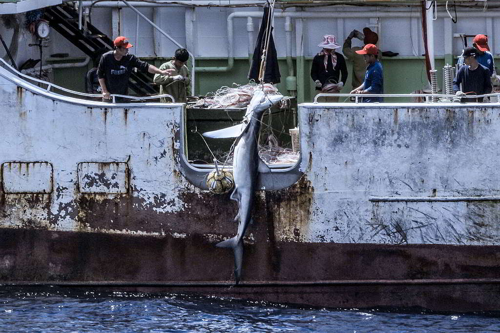 大多數鯊魚沒有與吞拿魚或劍魚般受到保護，也常遭漁船捕撈。 © Tommy Trenchard / Greenpeace