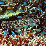 大堡礁告急 5年內現第3次大規模珊瑚白化