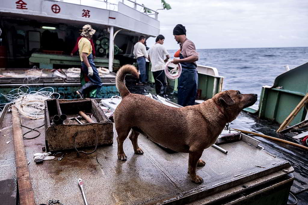中大西洋上，一艘台灣延繩釣漁船的船員正把釣繩放入海中。 © Tommy Trenchard / Greenpeace