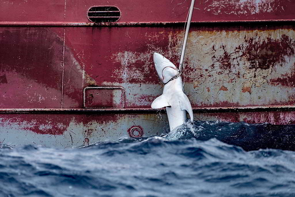 一隻鯊魚被西班牙延繩釣漁船拖到船上。大西洋延繩釣船隊表面上以吞拿魚和劍魚為目標，但他們捕獲的大多是鯊魚。 © Tommy Trenchard / Greenpeace