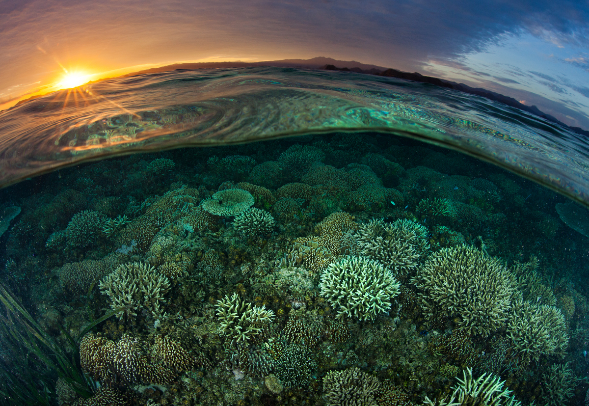 海底下的奇妙世界，有待人類繼續發掘。若果沒有健康的海洋，恐怕也很難有健全的糧食供應鏈或乾淨的水源。© Paul Hilton / Greenpeace