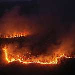 泰國清邁森林大火燒足一個月 麝香貓慘被燒盲