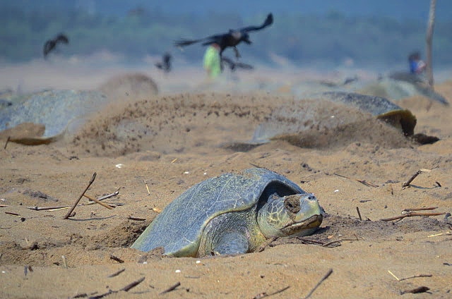 一隻正在海岸挖坑產卵的欖蠵龜。© Bipro Behera / Greenpeace