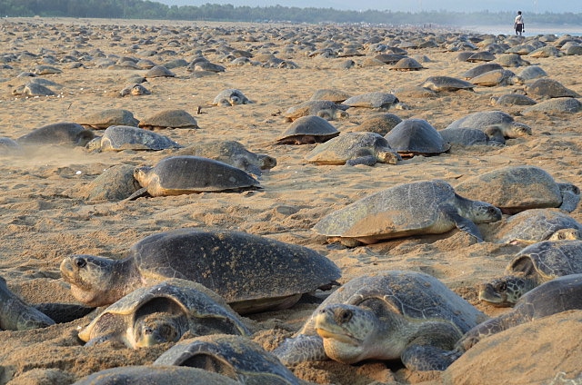 因為人潮大減，海龜蛋因人為損毀的機率大幅下降，提升海龜孵化機會。© Bipro Behera / Greenpeace