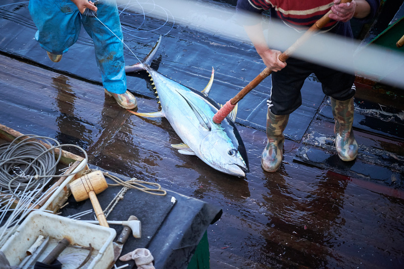 現時的大規模工業捕魚之下，我們如何保證年年有「魚」？© Mark Smith / Greenpeace