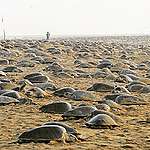 7年來首見！海龜瘋湧印度海岸白晝產卵，同疫情封城有關？
