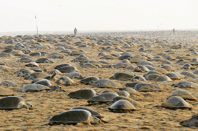數以萬計欖蠵龜白天上岸產卵，蔚為壯觀。© Bipro Behera / Greenpeace
