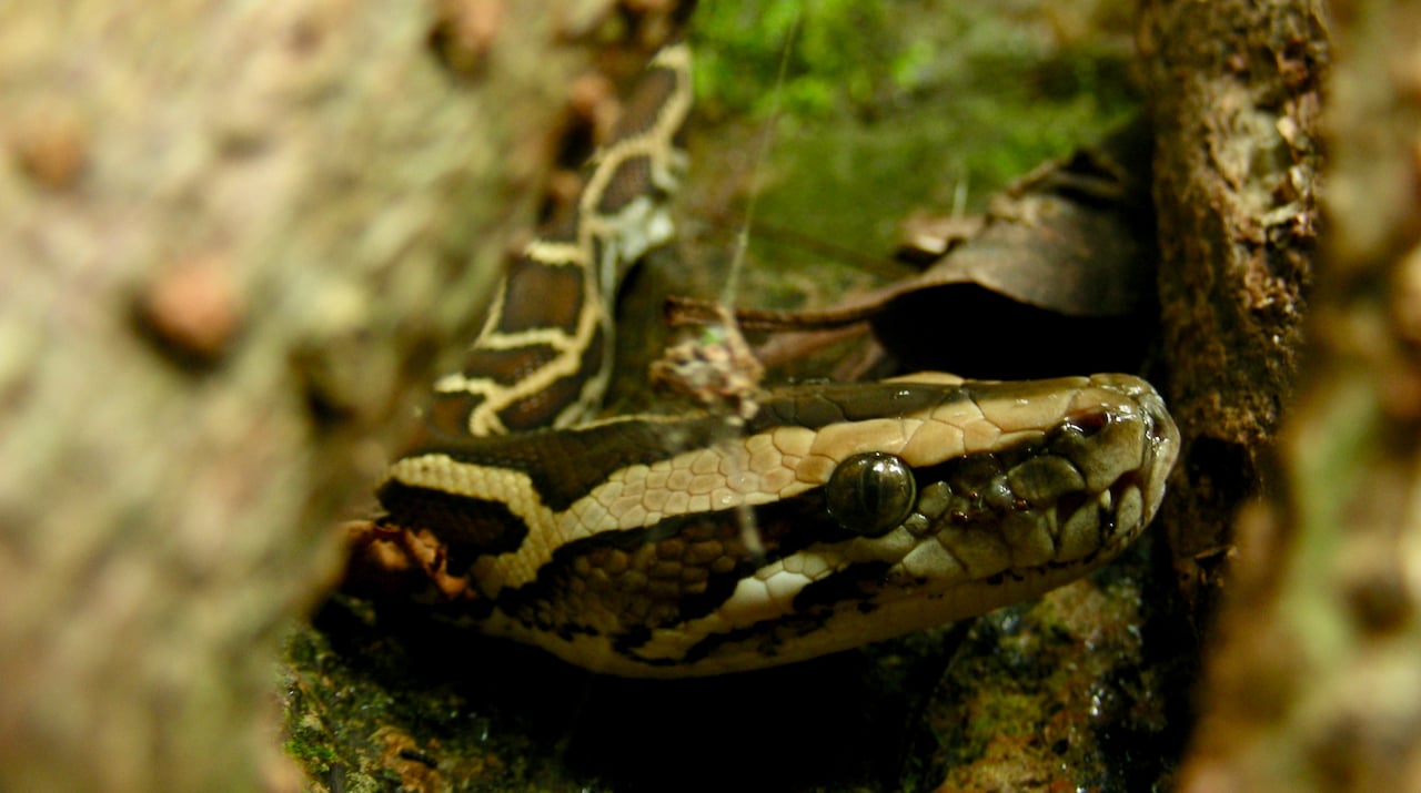 野外的緬甸蠎蛇 © 馬屎