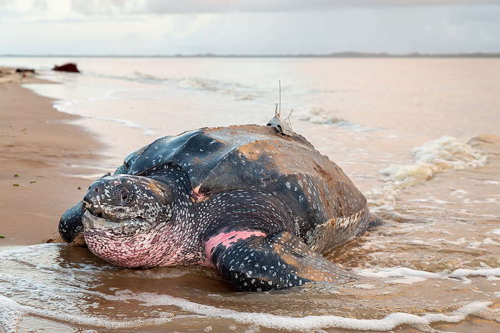 一隻裝上追蹤器的稜皮龜。海龜會游上數千公里，找到最佳地點來築巢及覓食。© Jody Amiet / Greenpeace