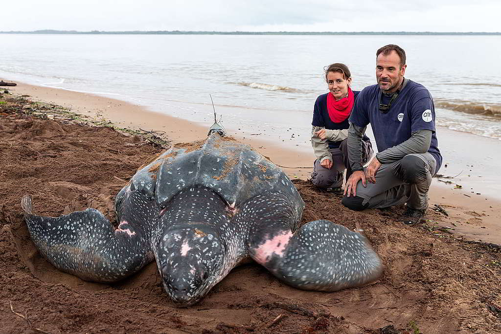 法國海龜專家Damien Chevallier及團隊成員在稜皮龜背上安裝追蹤器。© Jody Amiet / Greenpeace
