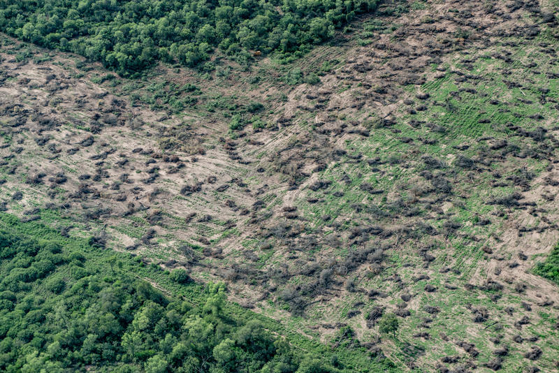 Gran Chaco平原是南美第二大森林，僅次於亞馬遜。過去30年，阿根廷因畜牧業和農業工業化，損失800萬公頃森林。© Martin Katz / Greenpeace