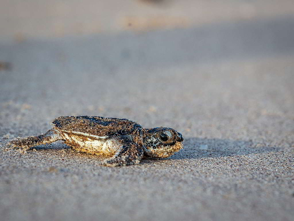 剛在法屬圭亞那沙灘上孵化的稜皮龜寶寶，奮力向大海衝刺。 © Jody Amiet / Greenpeace